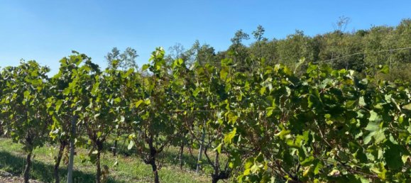 65149m² Land in Villaga, Italy No. 162054 22