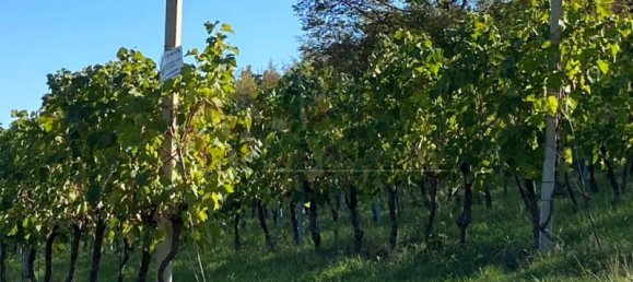 65149m² Land in Villaga, Italy No. 162054 14