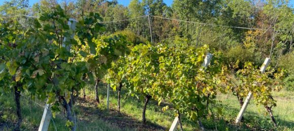 65149m² Land in Villaga, Italy No. 162054 15