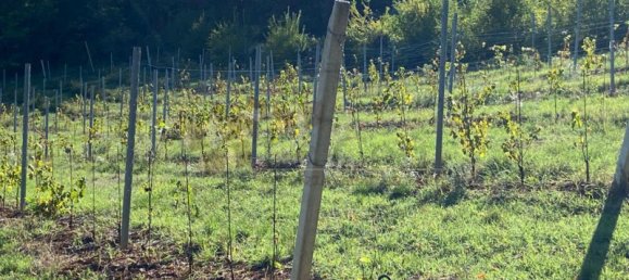 65149m² Land in Villaga, Italy No. 162054 11