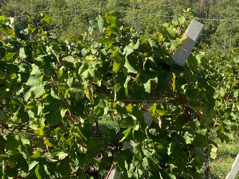 65149m² Land in Villaga, Italy No. 162054