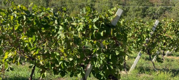 65149m² Land in Villaga, Italy No. 162054 8