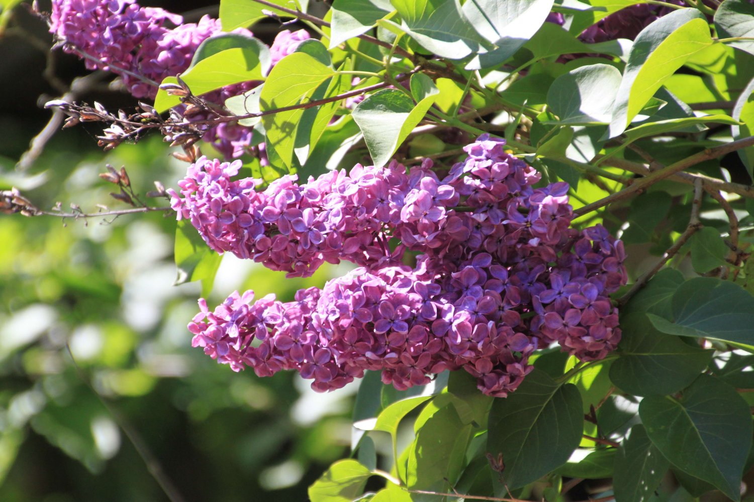 Terrain à Markisch-Oderland, Germany No. 41749