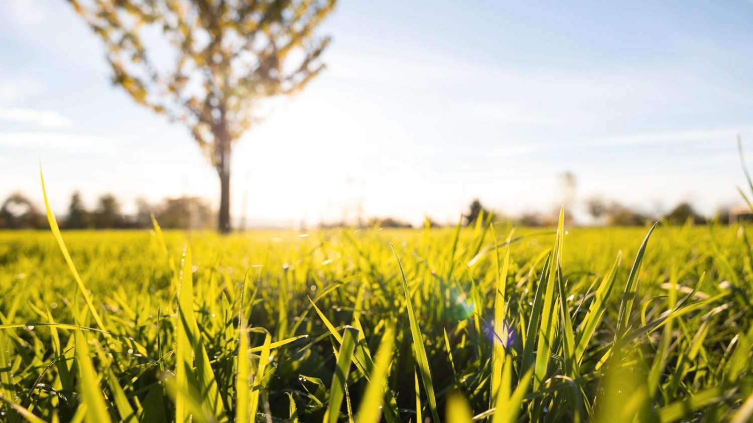  Land in Sachsische Schweiz-Osterzgebirge, Germany No. 155780