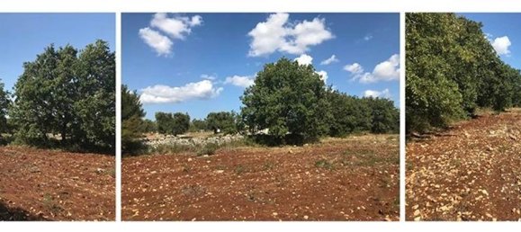 Земельный участок 8300м² в Каровиньо, Италия № 153102 5