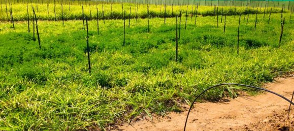 Terrain à Al Aweer, UAE 13935.3m² No. 41602 3