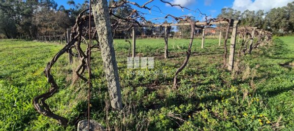 Grundstück in Viana do Castelo, Portugal 3136m², Nr. 212140 2