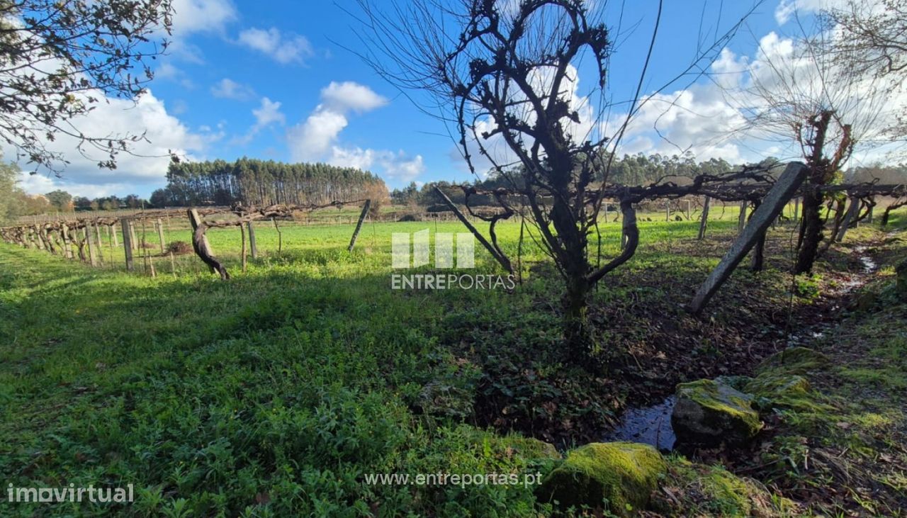  قطعة أرض في Viana do Castelo, Portugal 3136متر مربع رقم 212140