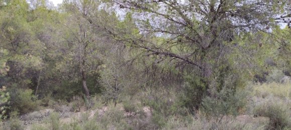 Земельный участок 5000м² в Тотана, Испания № 157290 4