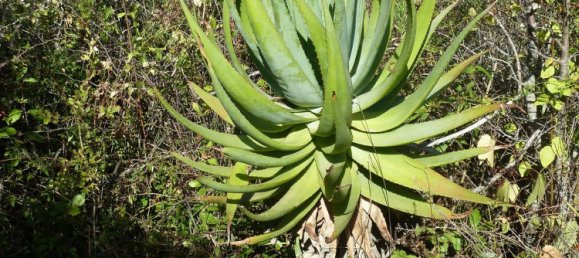 5570m² Land in Portoferraio, Italy No. 255595 8