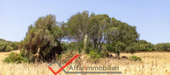 Terrain à Telti, Italy 30000m² No. 258323 8