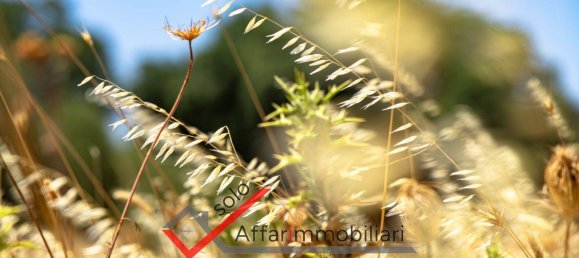 Terrain à Telti, Italy 30000m² No. 258323 10