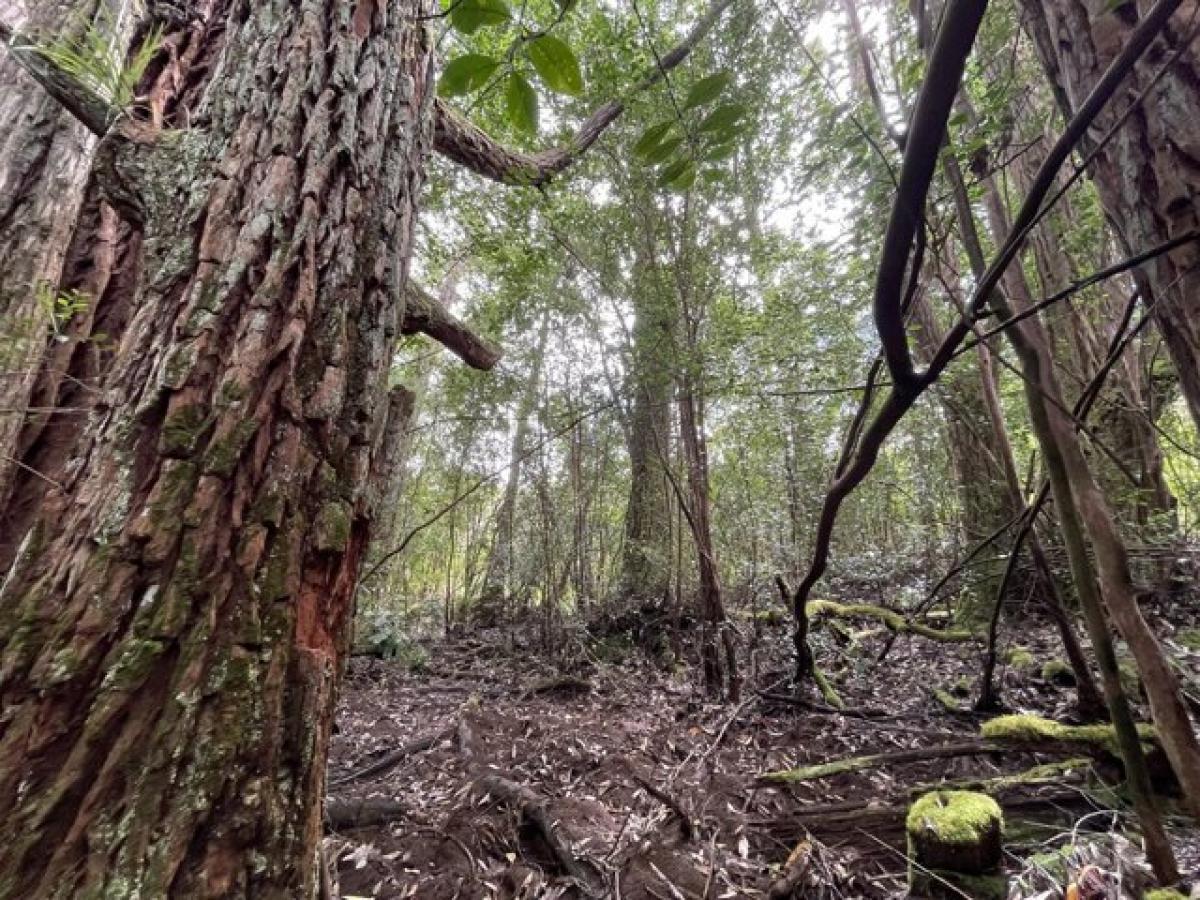  Land in Laupahoehoe, USA No. 485918