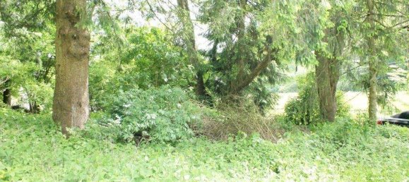 12800m² Land in Mariasdorf, Austria No. 159396 2