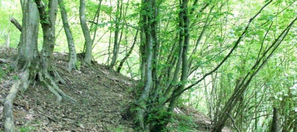 12800m² Land in Mariasdorf, Austria No. 159396 3