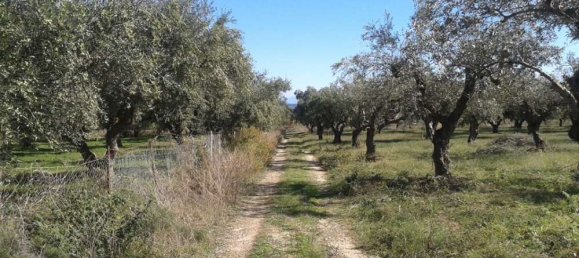 terreno en venta en Zakynthos, Ionian Islands, Peloponnese, Western Greece and the Ionian, Greece № 788 9