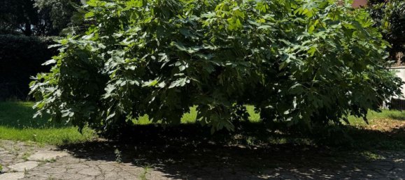 5-Zimmer Villa in Montegrotto Terme, Italy, Nr. 300843 4