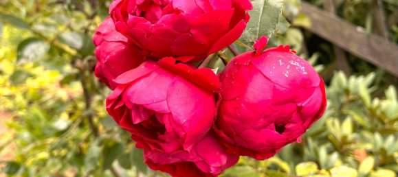 6-salle Maison à Soest, Germany No. 244961 18