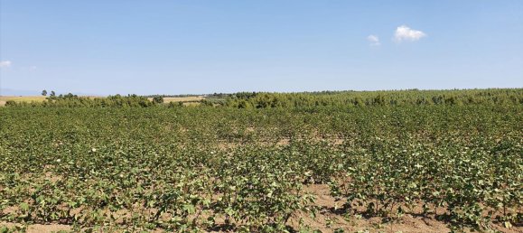 30000m² Hotel in Chalkidiki, Greece No. 4119 3