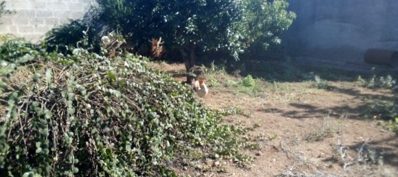  قطعة أرض في Copertino, Italy 600متر مربع رقم 136676 12