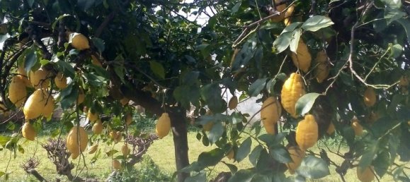  قطعة أرض في Copertino, Italy 600متر مربع رقم 136676 10