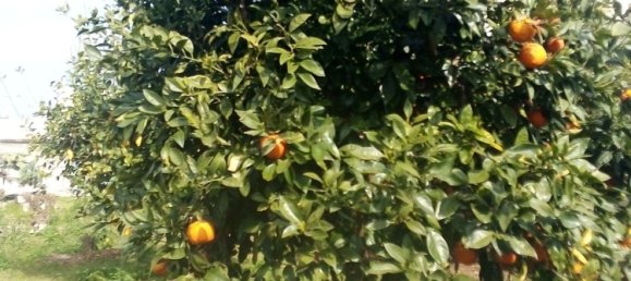  قطعة أرض في Copertino, Italy 600متر مربع رقم 136676 9