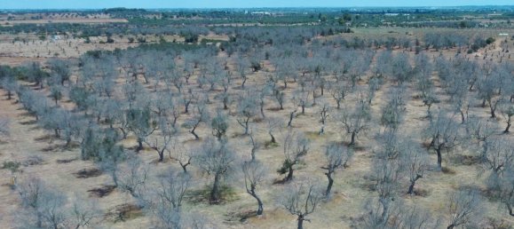 Terrain à Nardò, Italy 132322m² No. 267517 4