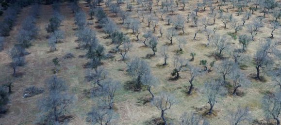 Terrain à Nardò, Italy 132322m² No. 267517 5