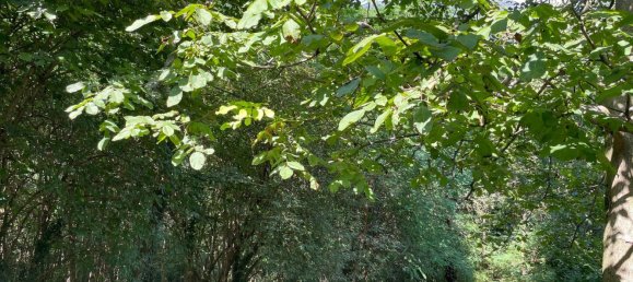 5 rooms House in Trarego Viggiona, Italy No. 147521 20