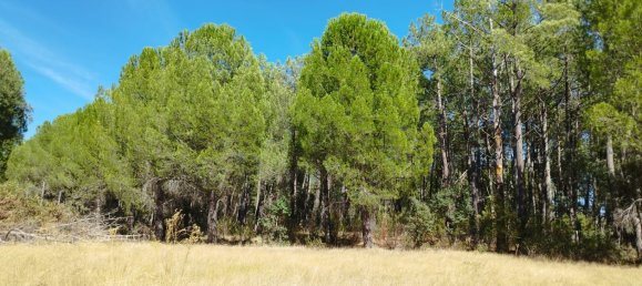 18000m² Land in Piedralaves, Spain No. 100079 2