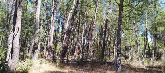 18000m² Land in Piedralaves, Spain No. 100079 8