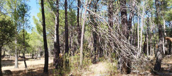 18000m² Land in Piedralaves, Spain No. 100079 6