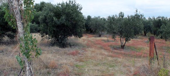 4000m² Hotel in Chalkidiki, Greece No. 7544 5