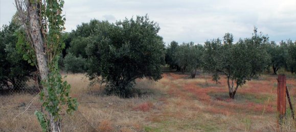 4000m² Hotel in Chalkidiki, Greece No. 7544 3