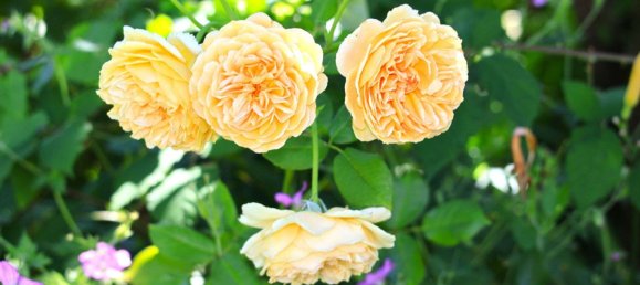 9 rooms Townhouse in Solingen, Germany No. 241354 36