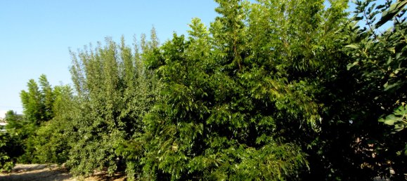 6 bedrooms Villa in Coin, Spain No. 32105 30