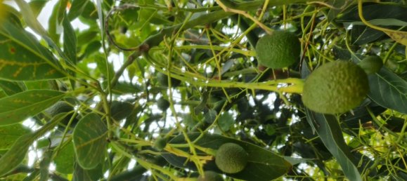 1 bedroom House in Los Realejos, Spain No. 162702 19