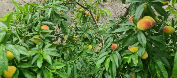 1 bedroom House in Los Realejos, Spain No. 162702 22