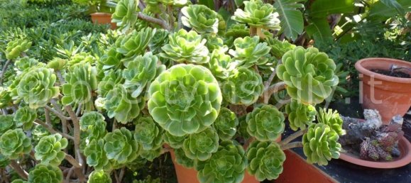 Вилла с 11 комнатами в Ното, Италия № 152309 12