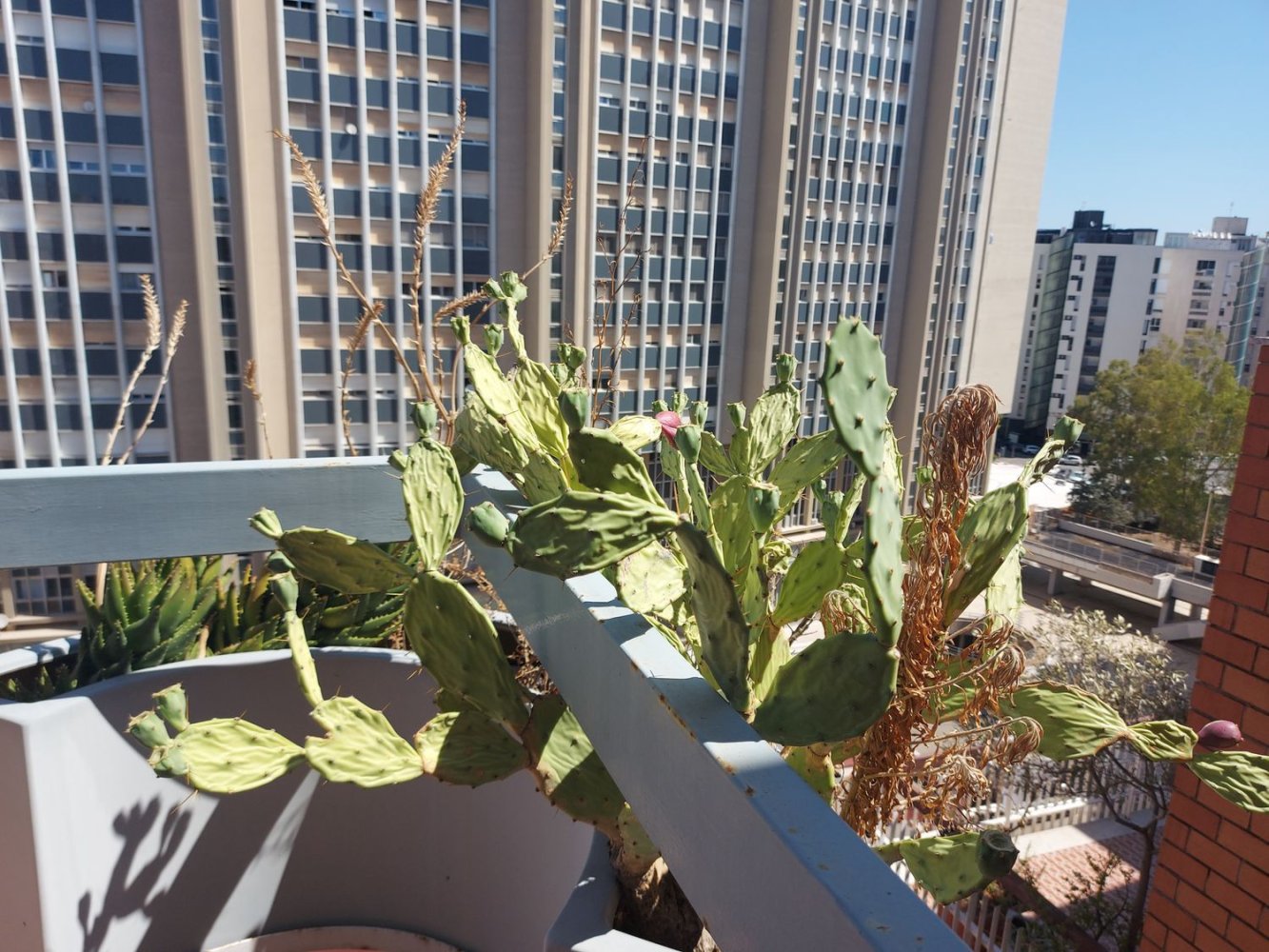 5 rooms Apartment in Taranto, Italy No. 176722