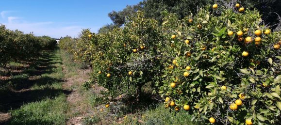 4 Schlafzimmer Villa in Loule, Portugal, Nr. 256137 42