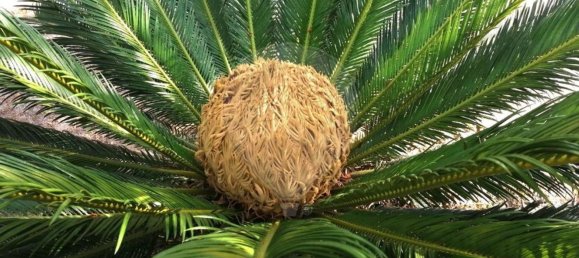 2 Schlafzimmer Haus in Coruche, Portugal, Nr. 75899 17