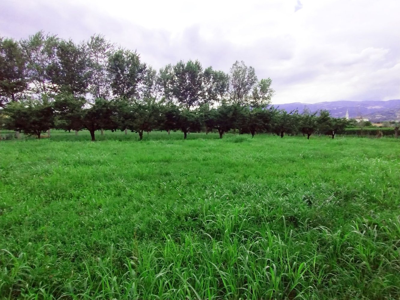 6130m² Land in Colceresa, Italy No. 265767
