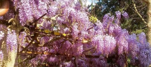 12 rooms House in Castiglione del Lago, Italy No. 56043 23