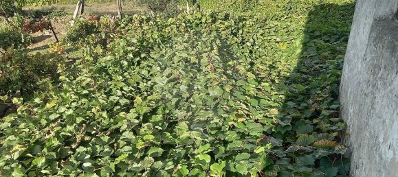 2 Schlafzimmer Haus in Lordelo, Portugal, Nr. 182970 20