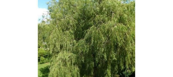 1 غرف نوم شقة في Rendsburg-Eckernforde, Germany رقم 44379 11