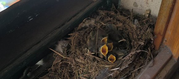 18 rooms Villa in Florence, Italy No. 207885 18