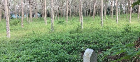 Gewerbliche Immobilie in Khok Kloi, Thailand 6228m², Nr. 8056 4