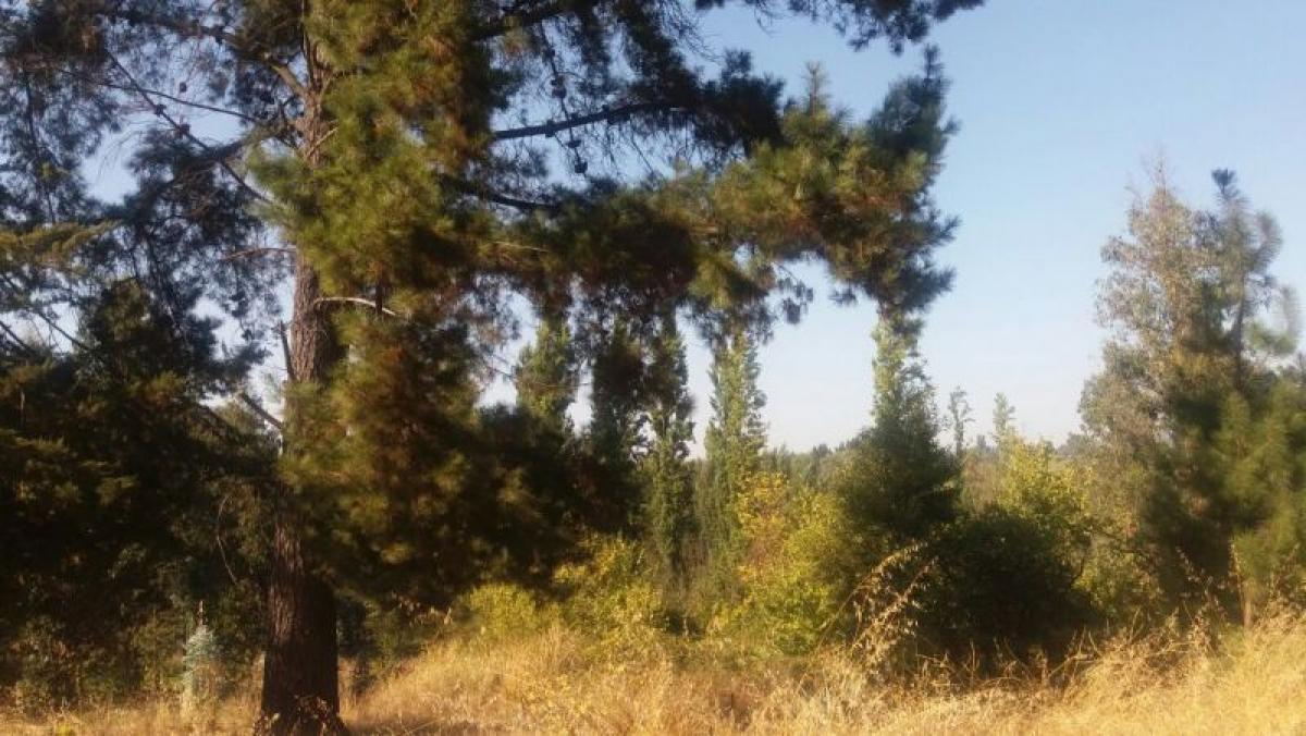  Land in Maule, Chile No. 906