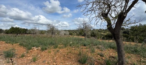 Terreno em Algaida, Spain N.º 16217 8